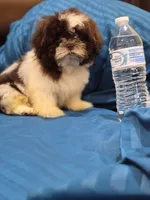 Leo, a male Shih Tzu for sale in Fort Myers, FL – 2 of 9