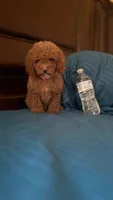 Bella, a female Poodle - Miniature  for sale in Fort Myers, FL – 3 of 9