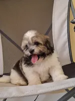 Princess, a female Shihpoo for sale in Lehigh Acres, FL – 5 of 10