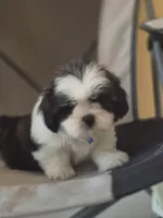 Leo, a male Shih Tzu for sale in Fort Myers, FL – 4 of 10
