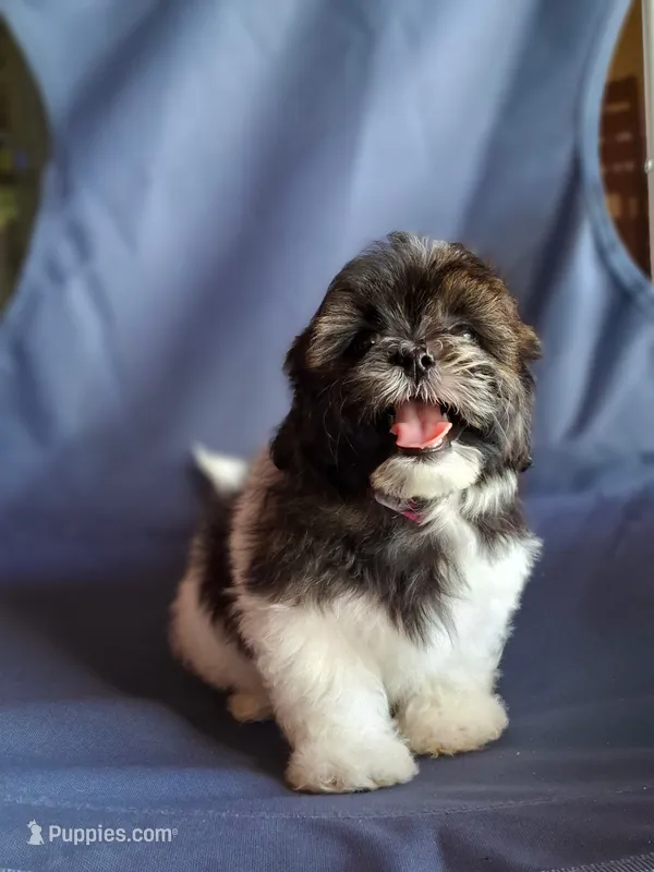 Apolo – Shih Tzu puppy for sale in Lehigh Acres, FL