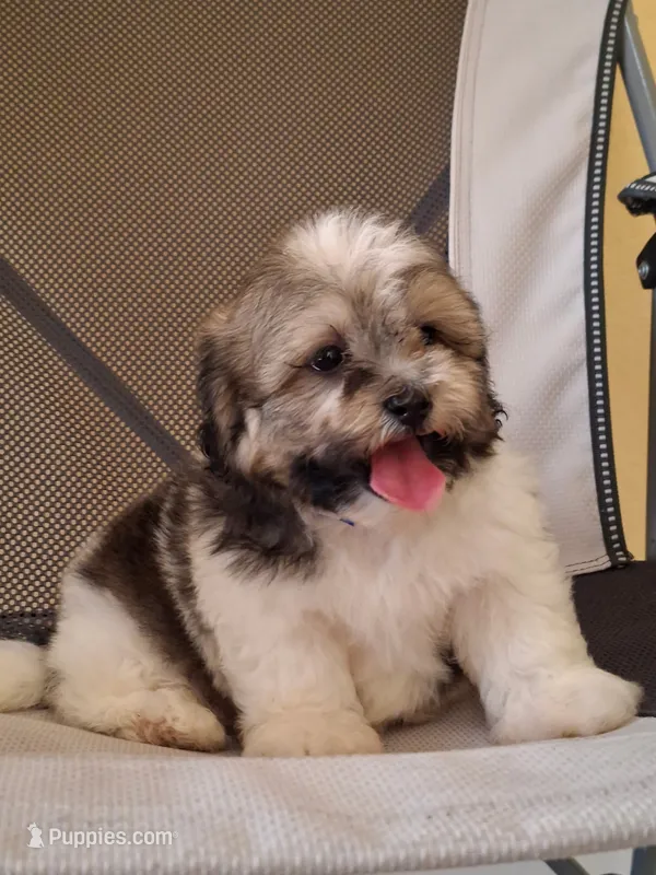 Luna  – Shihpoo puppy for sale in Lehigh Acres, FL
