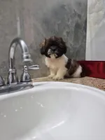 Mia, a female Shih Tzu for sale in Fort Myers, FL – 6 of 10