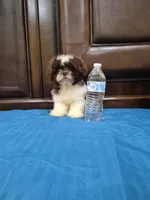 Leo, a male Shih Tzu for sale in Fort Myers, FL – 8 of 9