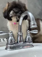 Mia, a female Shih Tzu for sale in Fort Myers, FL – 7 of 10