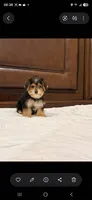Snoppy, a male Morkie for sale in Lehigh Acres, FL – 3 of 10