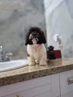 Mia, a female Shih Tzu for sale in Fort Myers, FL – 2 of 10