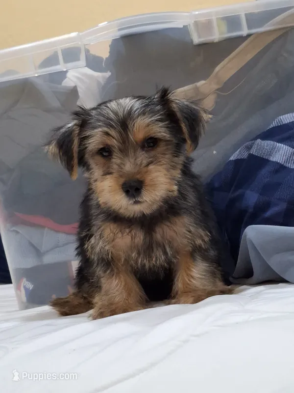 Champion – Yorkshire Terrier puppy for sale in Lehigh Acres, FL