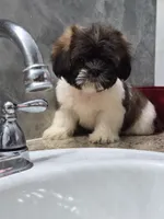 Mia, a female Shih Tzu for sale in Fort Myers, FL – 3 of 10