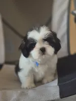 Leo, a male Shih Tzu for sale in Fort Myers, FL – 8 of 10