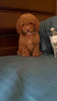 Bella, a female Poodle - Miniature  for sale in Fort Myers, FL – 8 of 9