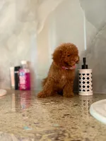 Betty, a female Poodle - Miniature  for sale in Fort Myers, FL – 5 of 10
