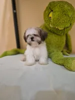 Snoppy, a male Shih Tzu for sale in Fort Myers, FL – 5 of 10