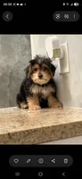 Snoppy, a male Morkie for sale in Lehigh Acres, FL – 6 of 10