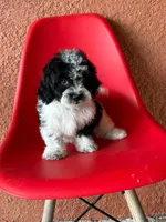 Lyla, a female Cavapoo for sale in Fort Myers, FL – 6 of 10