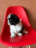 Lyla, a female Cavapoo for sale in Fort Myers, FL – 4 of 10