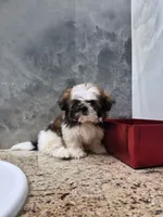 Mia , a female Shih Tzu for sale in Lehigh Acres, FL – 4 of 10