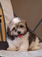 Luna , a female Shihpoo for sale in Lehigh Acres, FL – 8 of 8
