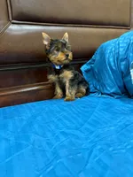 Bethoven , a male Yorkshire Terrier for sale in Fort Myers, FL – 7 of 8