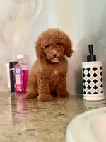 Betty, a female Poodle - Miniature  for sale in Fort Myers, FL – 9 of 10