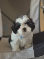 Leo, a male Shih Tzu for sale in Fort Myers, FL – 7 of 10