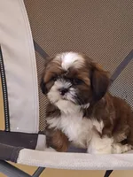 Leo, a male Shih Tzu for sale in Lehigh Acres, FL – 3 of 9