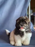 Apolo, a male Shih Tzu for sale in Lehigh Acres, FL – 5 of 8