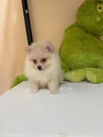 Max, a male Pomeranian for sale in Fort Myers, FL – 9 of 10