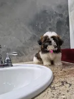 Mia , a female Shih Tzu for sale in Lehigh Acres, FL – 2 of 10