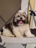 Princess, a female Shihpoo for sale in Lehigh Acres, FL – 2 of 10
