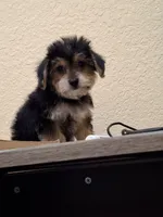 Mia , a female Morkie for sale in Lehigh Acres, FL – 2 of 9