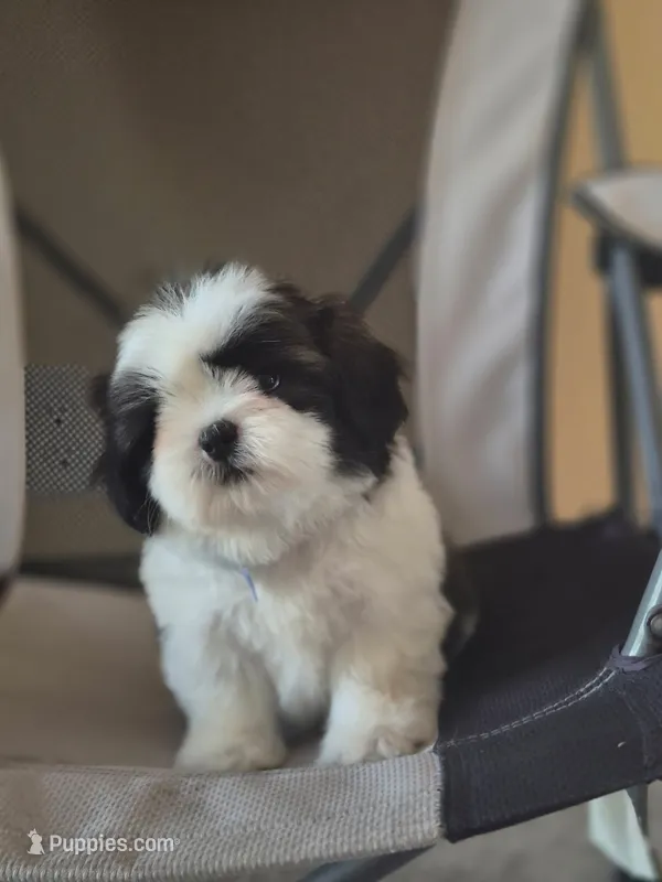 Leo – Shih Tzu puppy for sale in Fort Myers, FL
