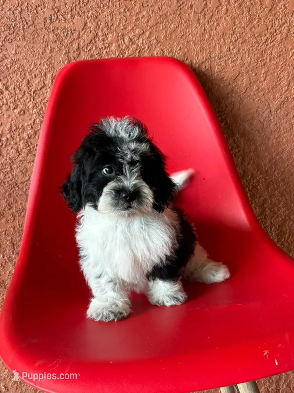 Lyla – Cavapoo puppy for sale in Fort Myers, FL