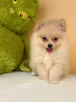 Max, a male Pomeranian for sale in Fort Myers, FL – 3 of 10