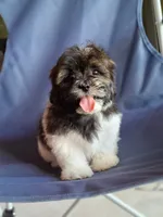 Apolo, a male Shih Tzu for sale in Lehigh Acres, FL – 4 of 8