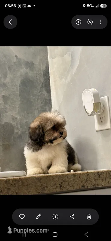 Max – Maltipoo puppy for sale in Lehigh Acres, FL