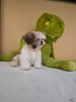 Snoppy, a male Shih Tzu for sale in Fort Myers, FL – 3 of 10