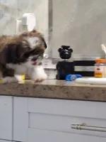 Leo, a male Shih Tzu for sale in Lehigh Acres, FL – 8 of 9