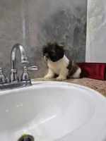 Mia, a female Shih Tzu for sale in Fort Myers, FL – 10 of 10