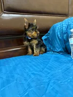 Bethoven , a male Yorkshire Terrier for sale in Fort Myers, FL – 8 of 8