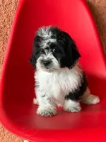 Lyla, a female Cavapoo for sale in Fort Myers, FL – 10 of 10