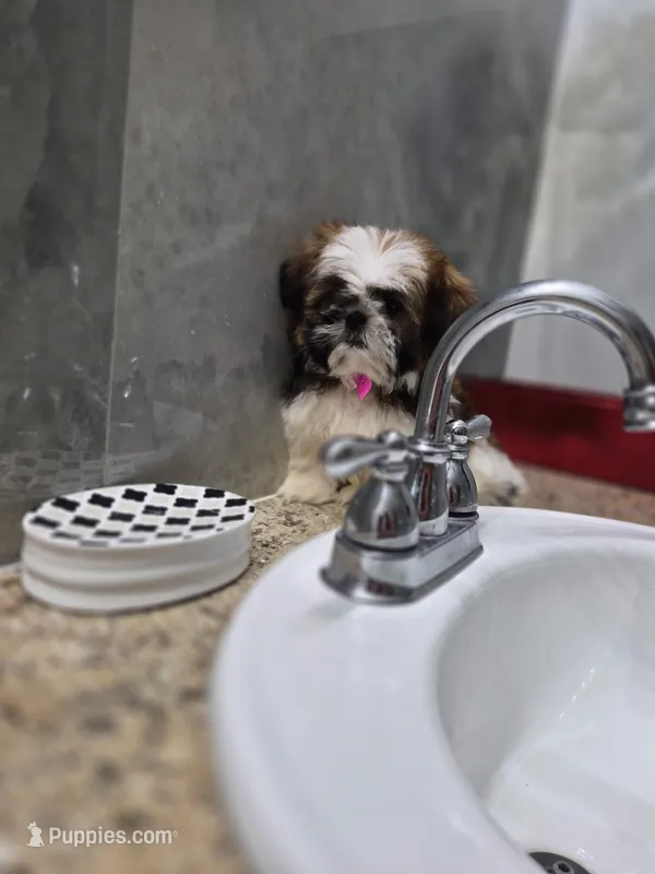 Mia  – Shih Tzu puppy for sale in Lehigh Acres, FL