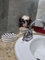 Mia , a female Shih Tzu for sale in Lehigh Acres, FL – 1 of 10