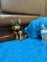 Bethoven , a male Yorkshire Terrier for sale in Fort Myers, FL – 6 of 8