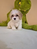 Leo, a male Cavapoo for sale in Fort Myers, FL – 10 of 10