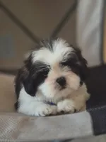 Leo, a male Shih Tzu for sale in Fort Myers, FL – 9 of 10