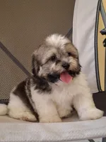 Princess, a female Shihpoo for sale in Lehigh Acres, FL – 8 of 10