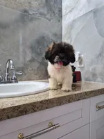 Mia, a female Shih Tzu for sale in Fort Myers, FL – 5 of 10