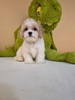 Leo, a male Cavapoo for sale in Fort Myers, FL – 5 of 10