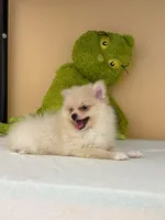 Max, a male Pomeranian for sale in Fort Myers, FL – 1 of 10